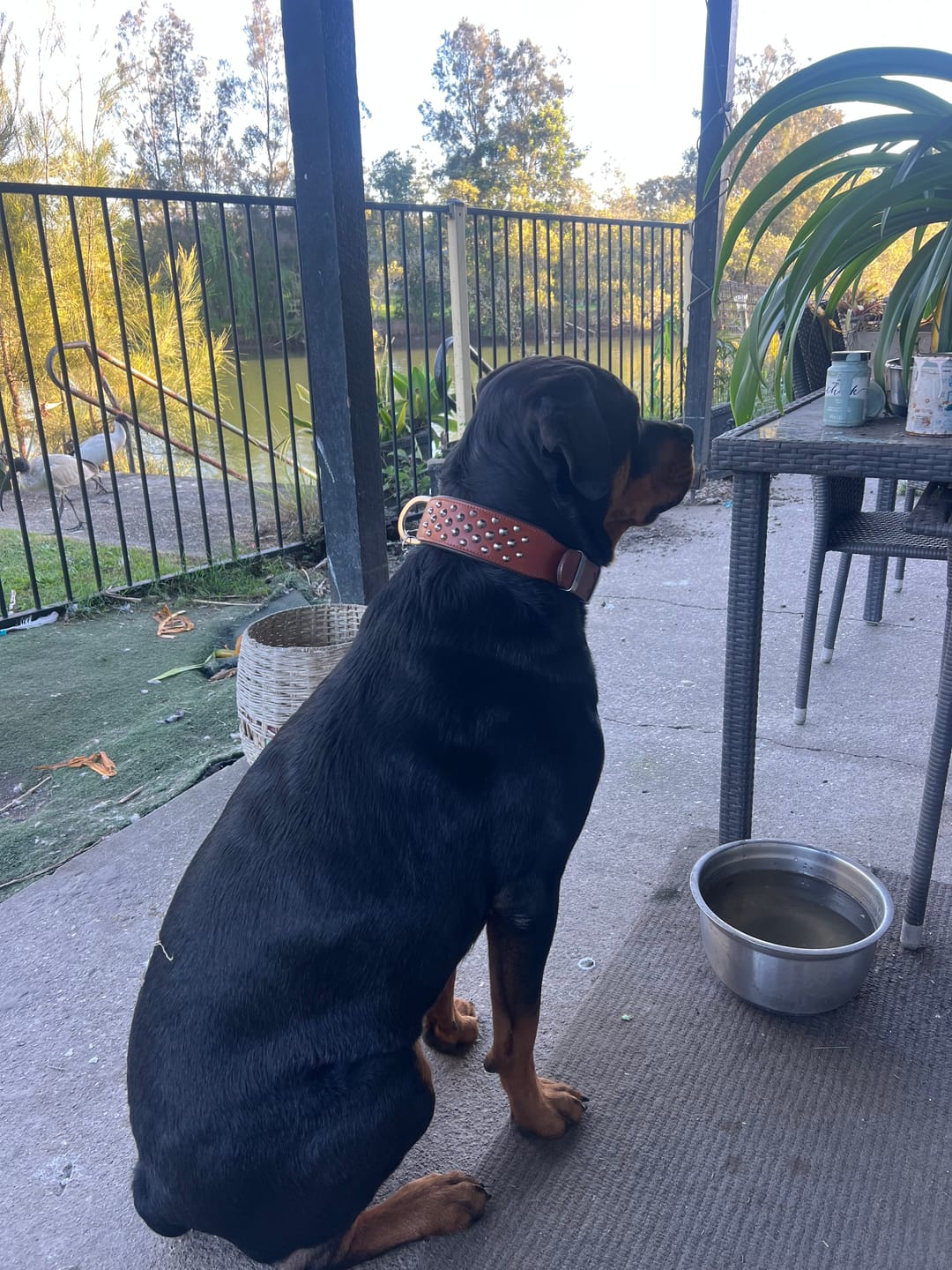 Customer photo review of Hand Made Leather Dog Collar - RuffNeck Brown & Chrome (Wide Fit)
