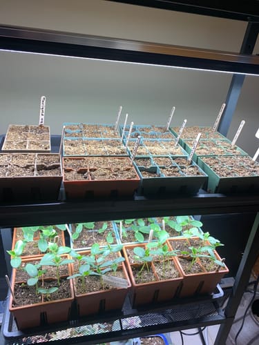 Customer's Seed Starting Kit on a two-tier grow rack, showing soil-filled trays on top and healthy seedlings on the bottom.