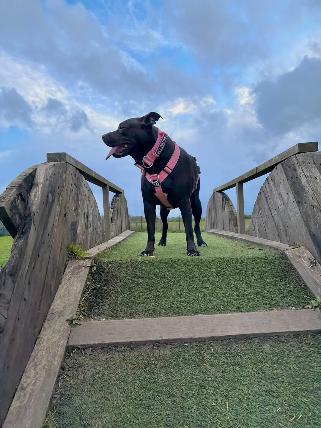 Customer photo review of 5cm Combat® Collar | With Handle & Secure Clip - Pink