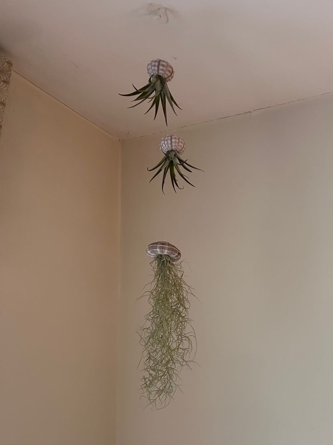 Customer photo review of Tillandsia harrisii