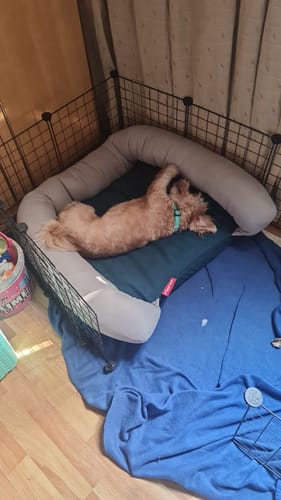 Customer photo review of Rappy- Medium Puffy Pets Bed