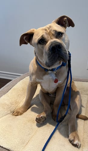 Customer photo review of Trainer Dog Leash - Cobalt