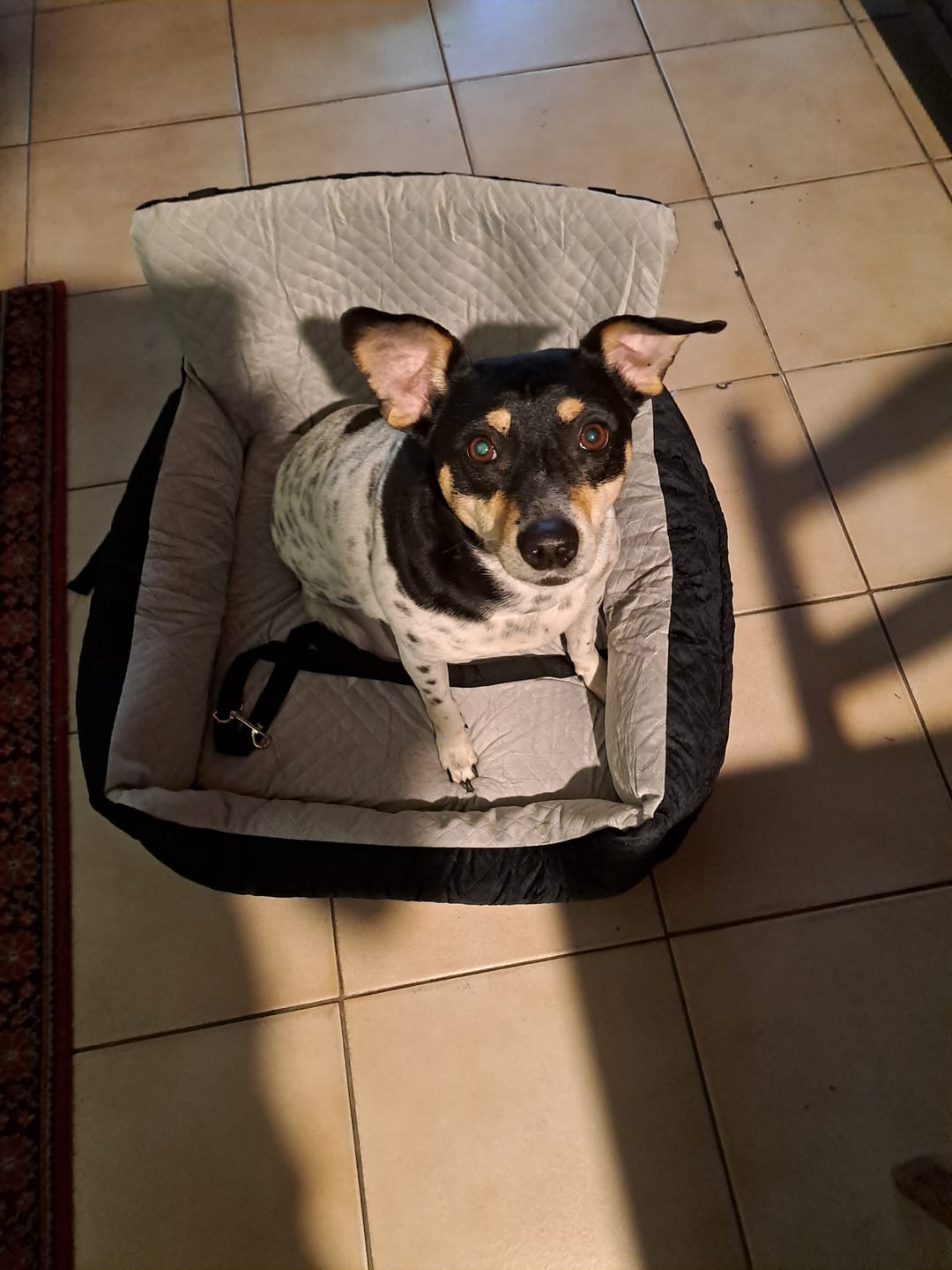 Customer photo review of Pet Perfect Luxe Autostoel Hond - Hondenmand Auto - Wasbaar