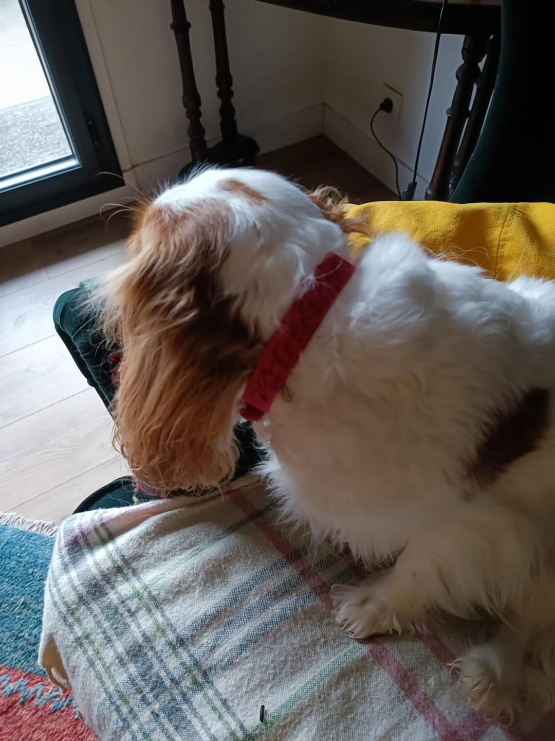 Customer photo review of Collier Chien Personnalisé en Biothane® - Gravé à Vie & Étanche
