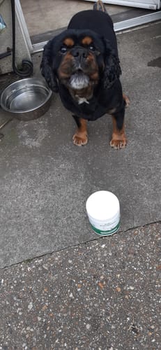 Le chien d'un client, un cavalier king charles noir et feu, se tient derrière le pot de Complément articulations.