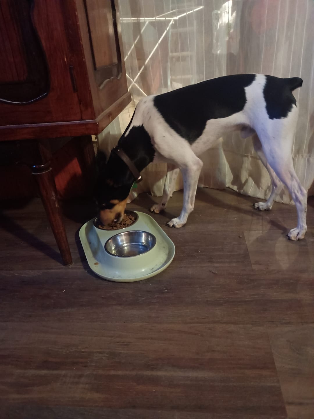 Customer photo review of PetFamily Foods Razas Pequeñas