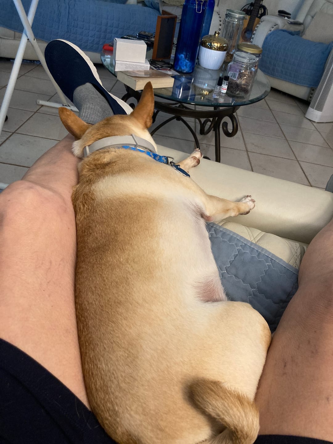 Customer photo review of Dog & Cat Weight Loss & Thyroid Support Remedy