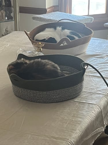Customer photo review of Instinct Basket | Meet the first research-backed natural territory for indoor cats