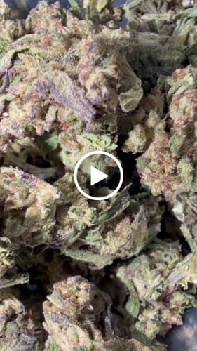 Customer video review of Bulk THCA Flower Pounds