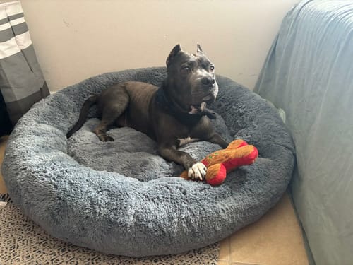 Cliente muestra a su perro descansando cómodamente en la Cama Antiestrés gris.