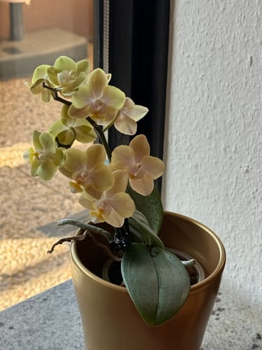 Kundenbild der Duftorchidee Table Dance Elemental mit gelben Blüten in einem goldenen Topf auf einer Fensterbank.