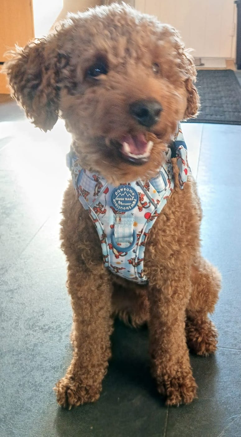 Customer photo review of Disney© Tough Trails™ Harness - Tigger