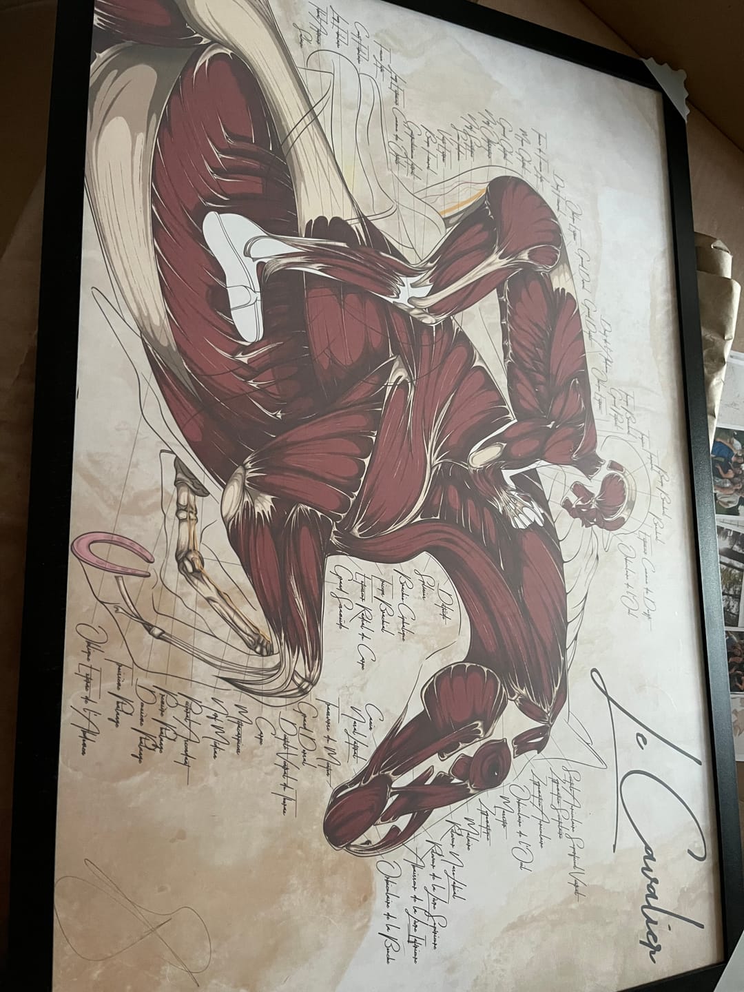 Customer photo review of Anatomie du cheval - Planche anatomique du cavalier