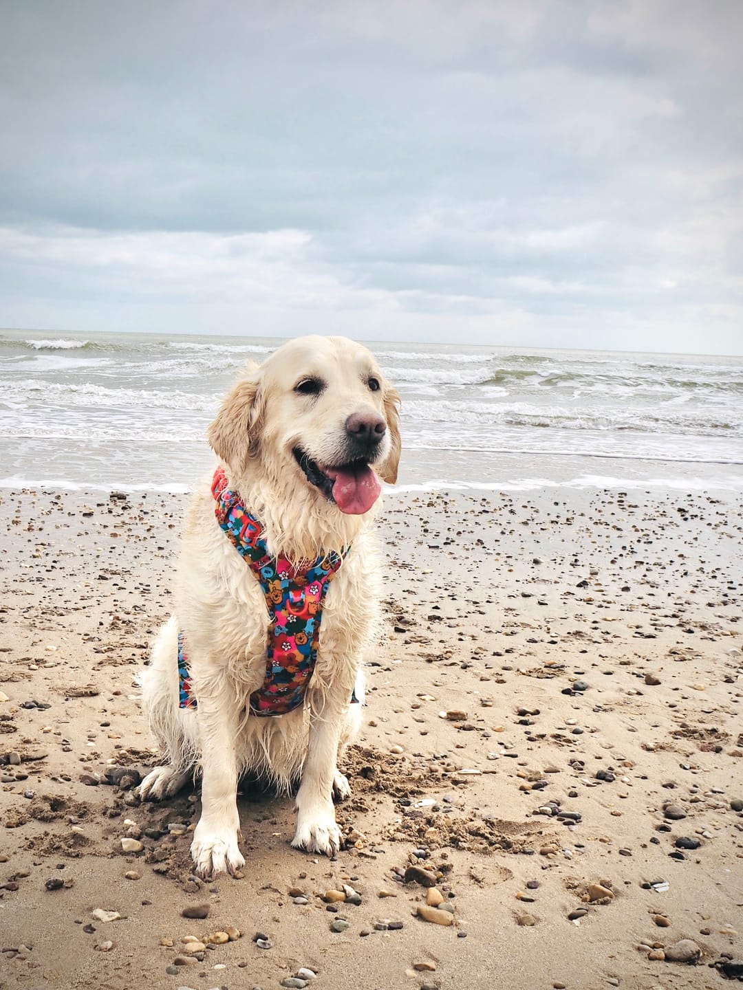 Customer photo review of Disney© Tough Trails™ Harness - Winnie Goes Retro