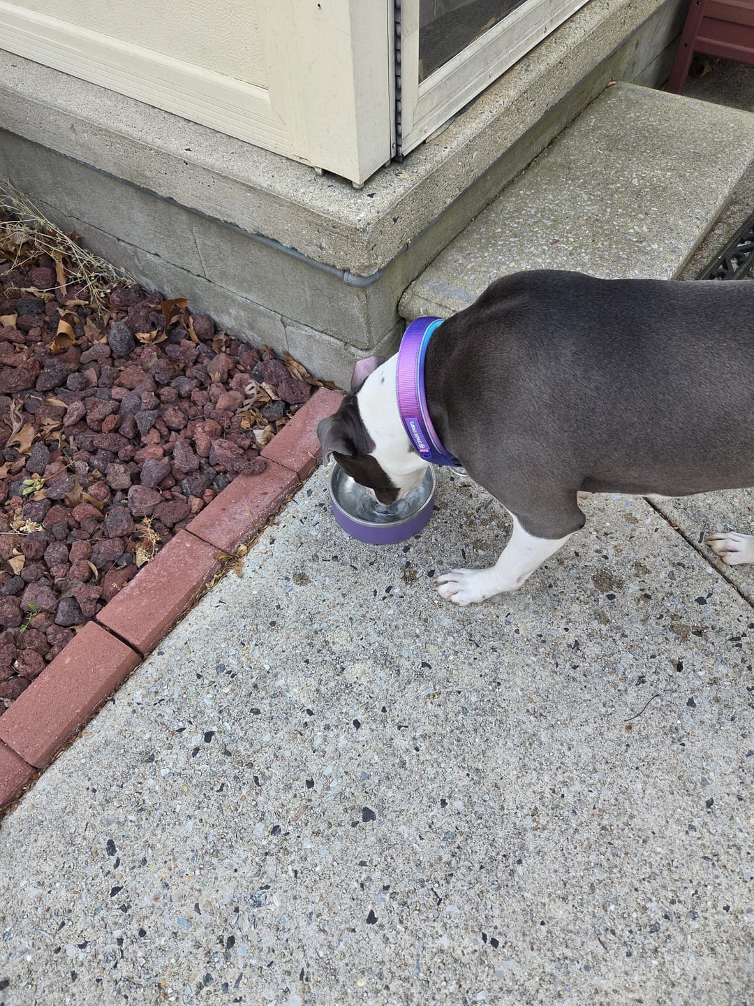 Customer photo review of Cushioned Martingale Collars