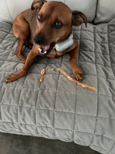 Customer photo review of USA Turkey Tendons Delicious Grain-Free Reward Snack