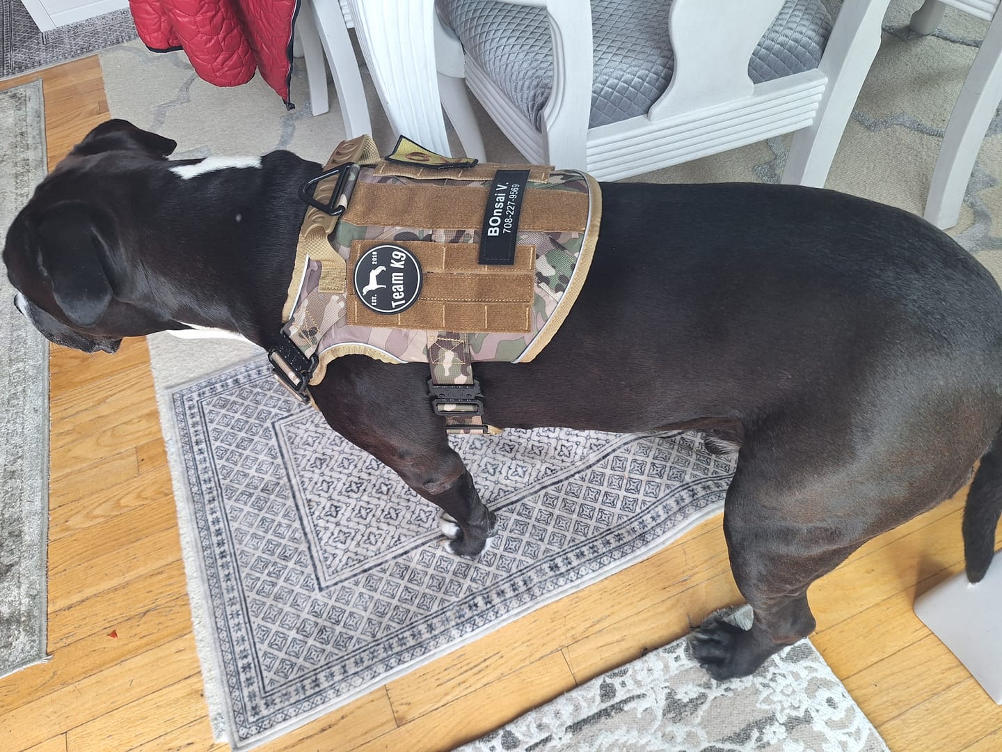 Customer photo review of Custom Hook & Loop Patch For Harness (1 Pair)