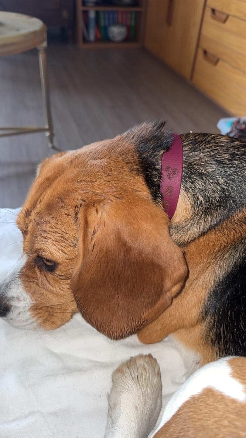 Customer photo review of Collier Chien Personnalisé en Biothane® - Gravé à Vie & Étanche