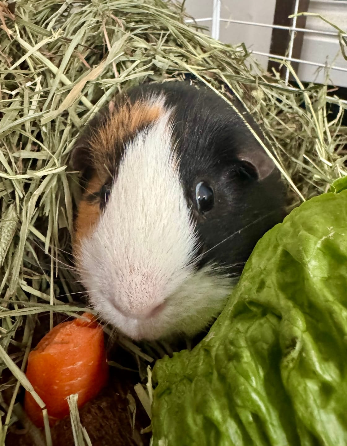 Customer photo review of Second Cut Timothy Hay - Ultra Premium Canadian Hay for Rabbits and Guinea Pigs