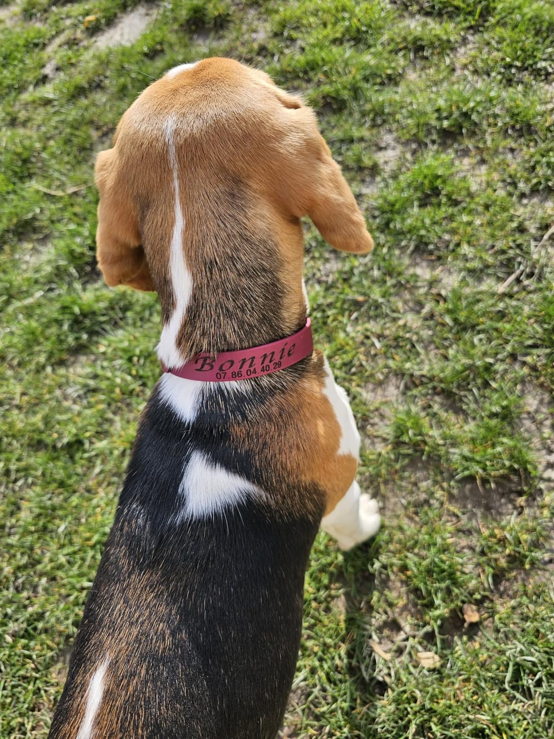 Customer photo review of Collier Chien Personnalisé en Biothane® - Gravé à Vie & Étanche