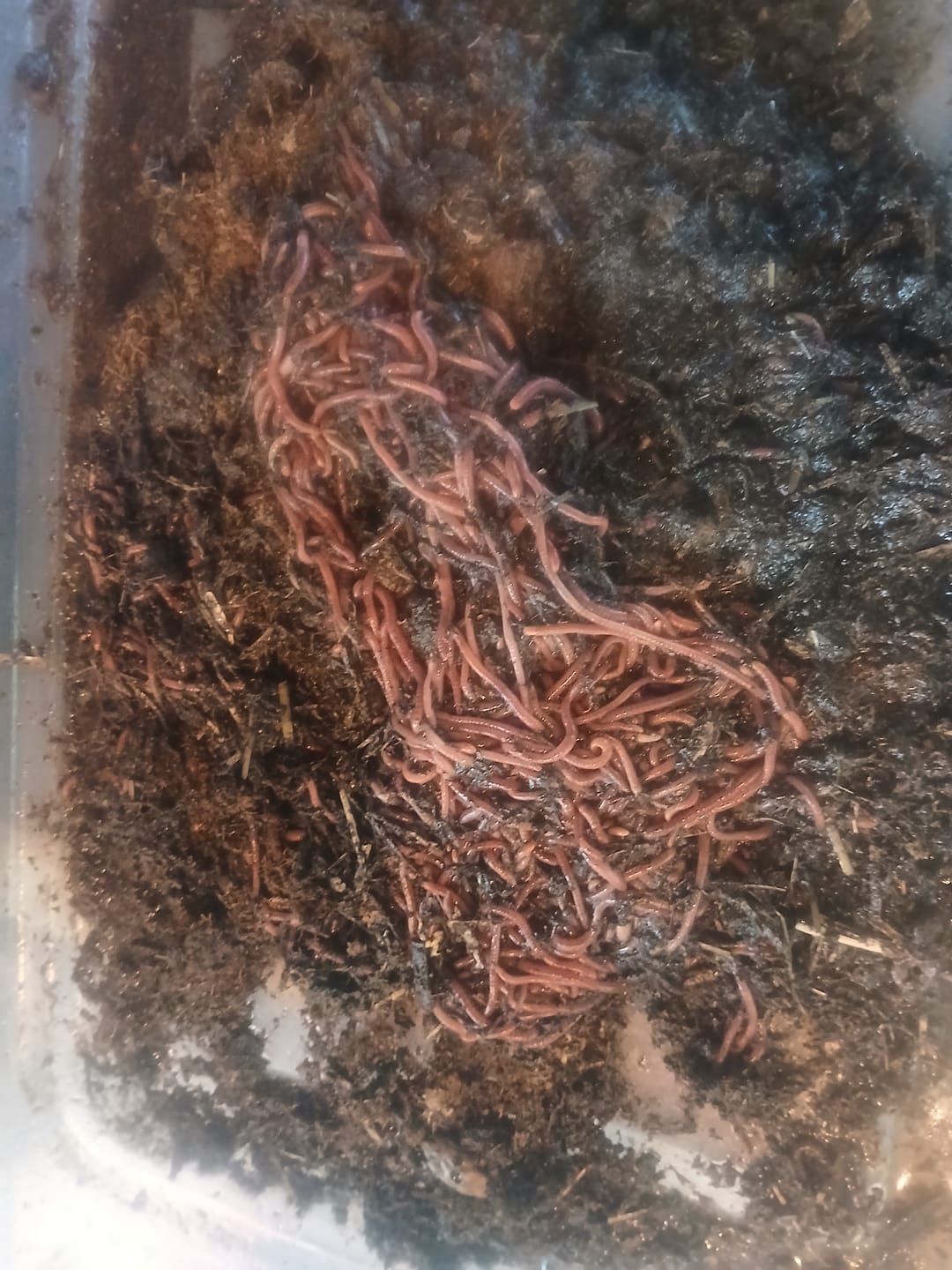 Customer photo review of Red Wigglers Composting Worms