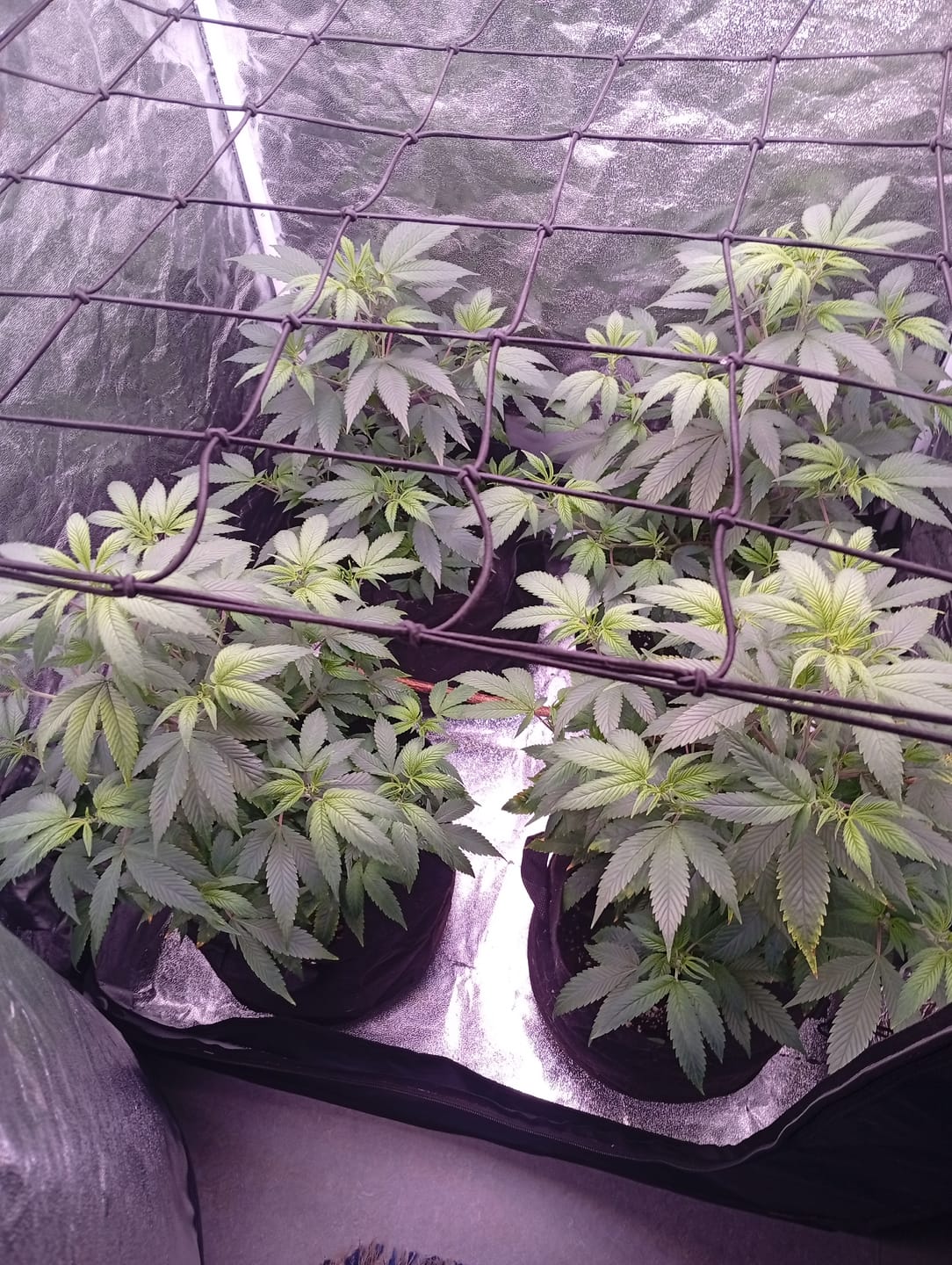 Customer photo review of Hanfstecklinge | Future Island