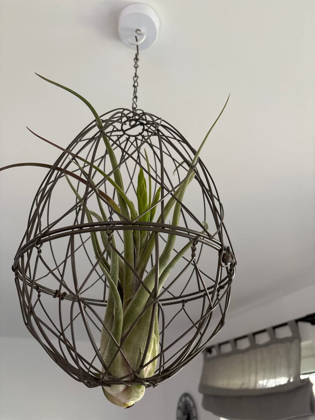Customer photo review of Tillandsia caput medusae
