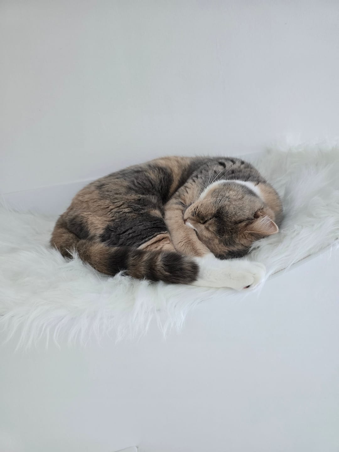Customer photo review of STYA Katzen Kletterwand | XXL Hängematte WL170