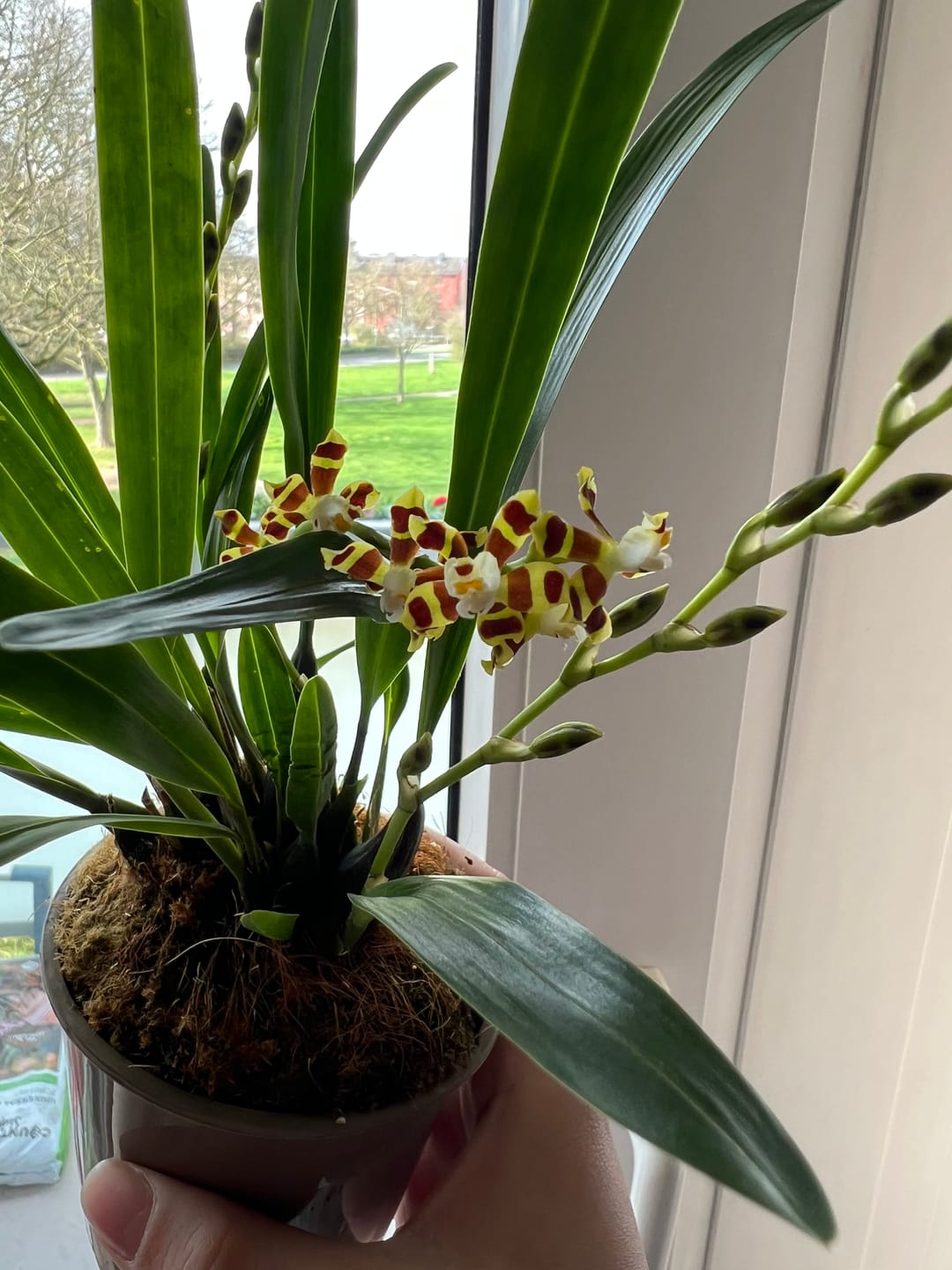 Customer photo review of Solenidiopsis tigroides Duftorchidee mit 1+ Rispen Rarität