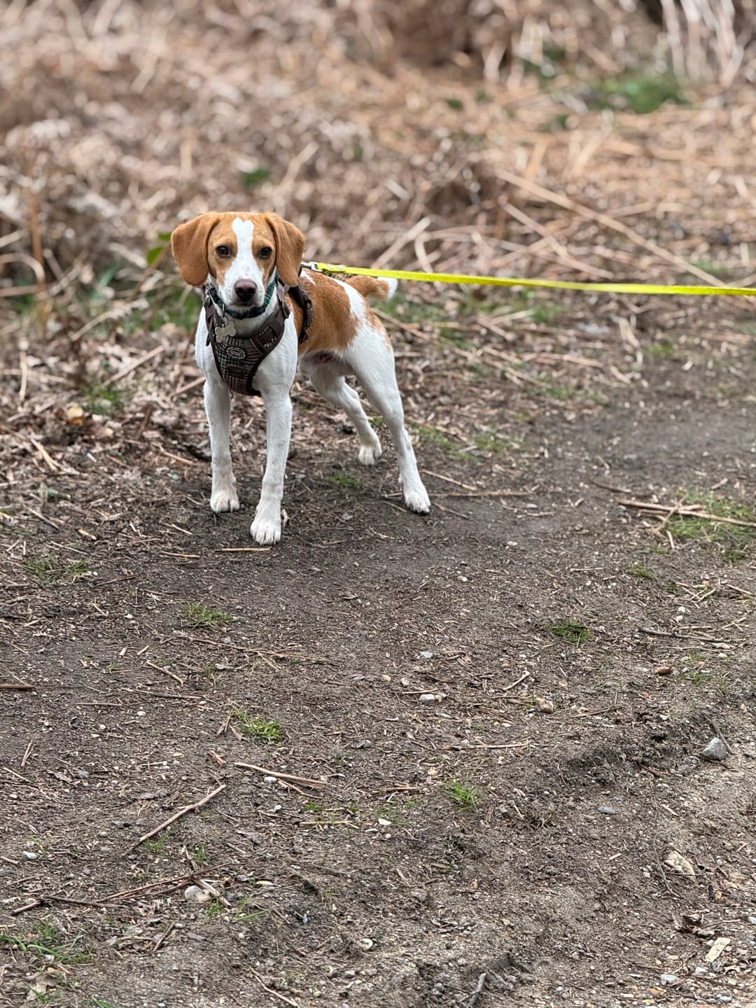 Customer photo review of Trail & Glow Tweed Dog Harness - Colour Drops - Heritage Plaid
