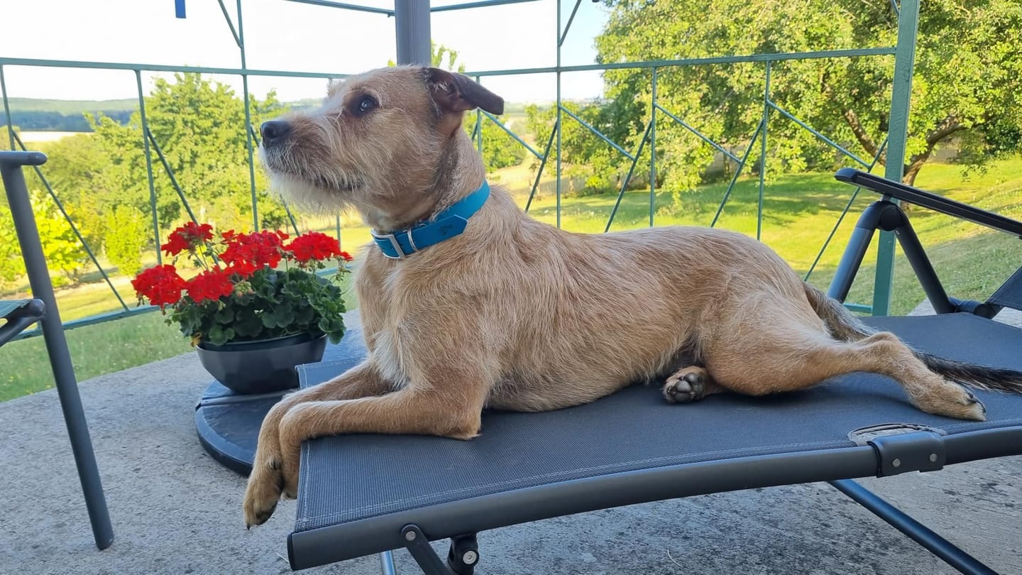Customer photo review of Collier Chien Personnalisé en Biothane® - Gravé à Vie & Étanche