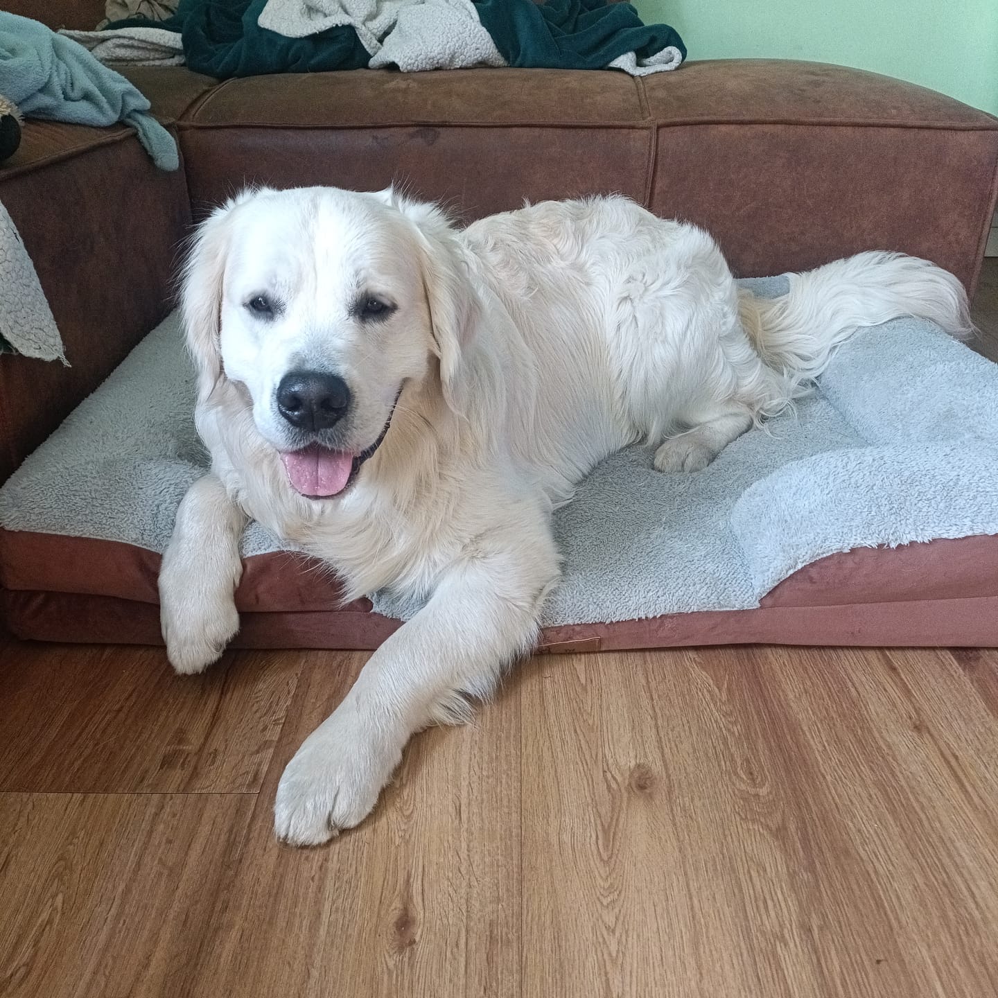 Customer photo review of Pet Perfect Orthopedische Hondenmand - Model 3
