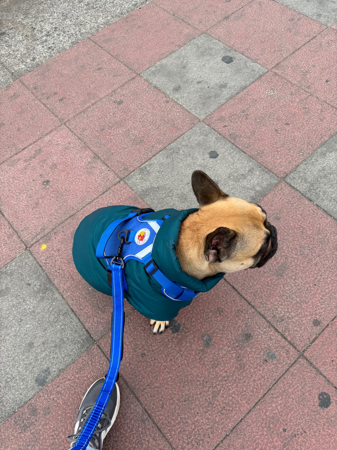 Customer photo review of Chaqueta Puffer de Invierno – Verde