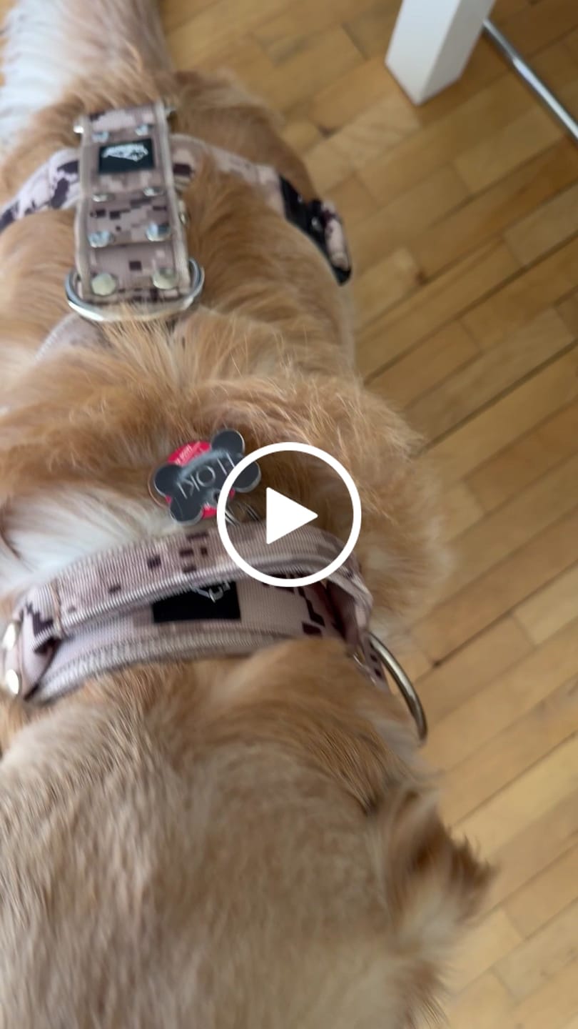 Customer video review of Multi Guard Leash Camo Beige - Multi-väktarkoppel