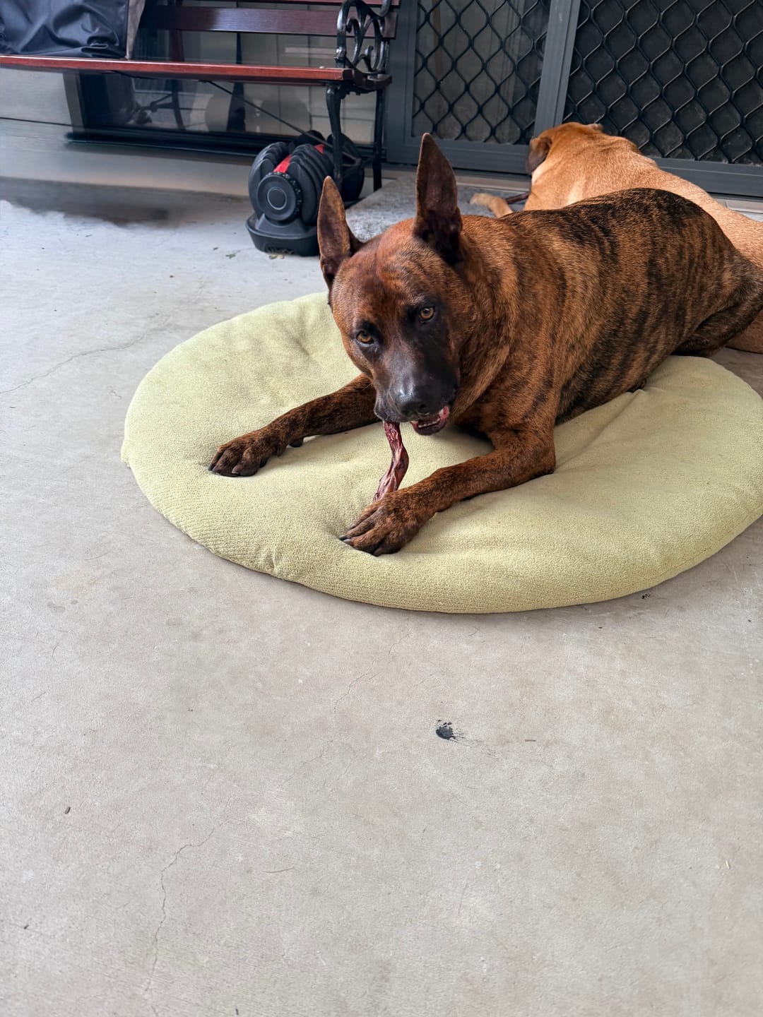 Customer photo review of Beef Pizzle (THICK & Long)
