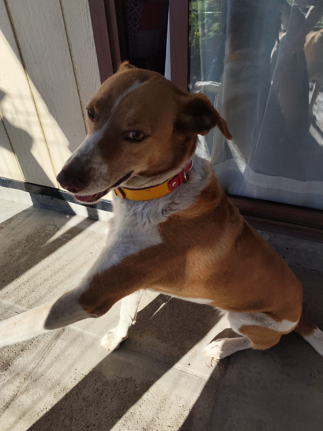 Customer photo review of Collar Duke Amarillo/Rojo