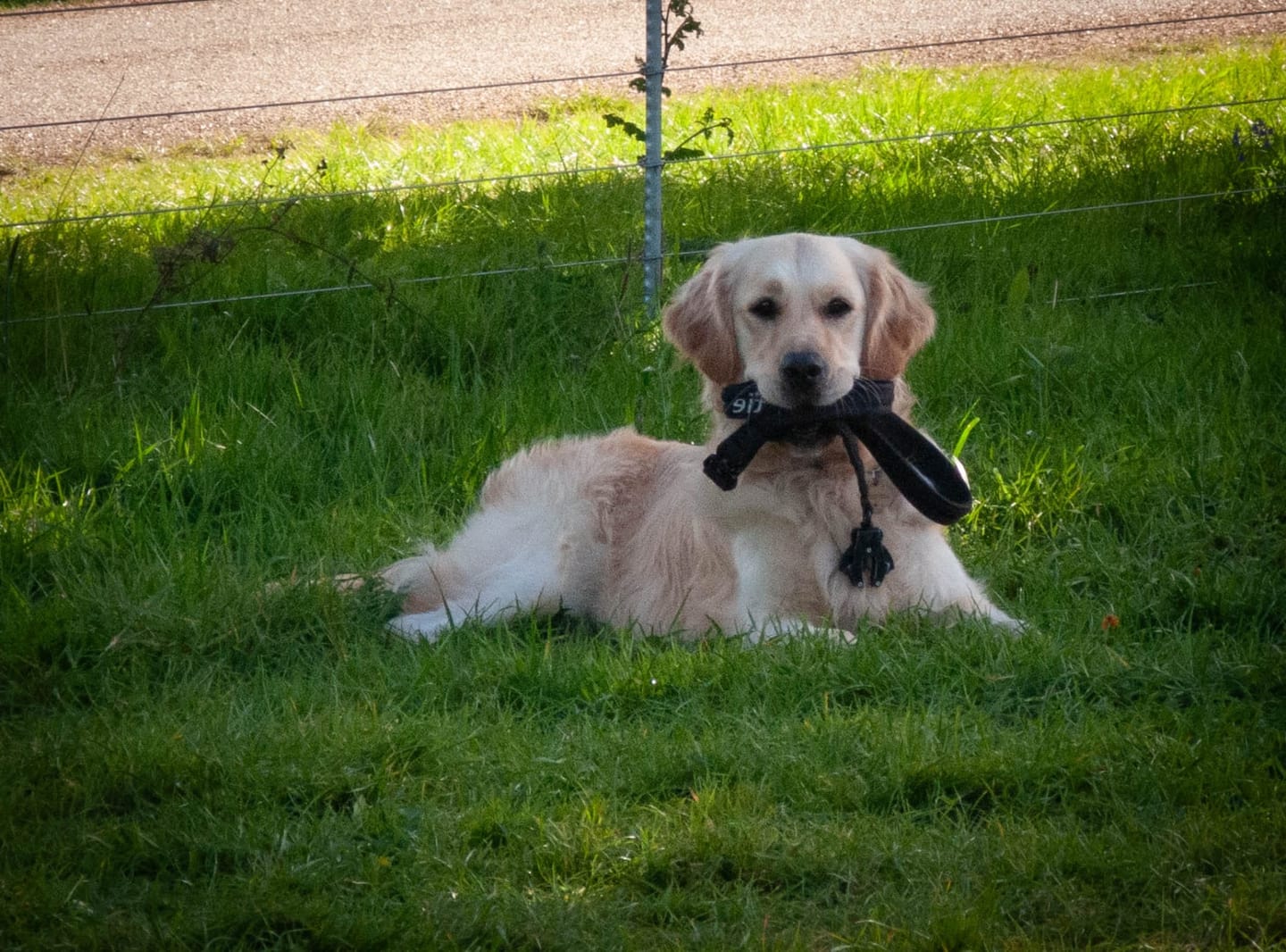 Customer photo review of 1.4m Swivel Combat Lead | Anti-Tangle & Secure Clip - Black
