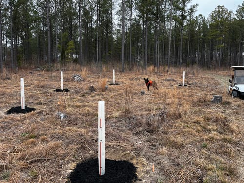 Customer photo review of Tree Pro Grow Tubes