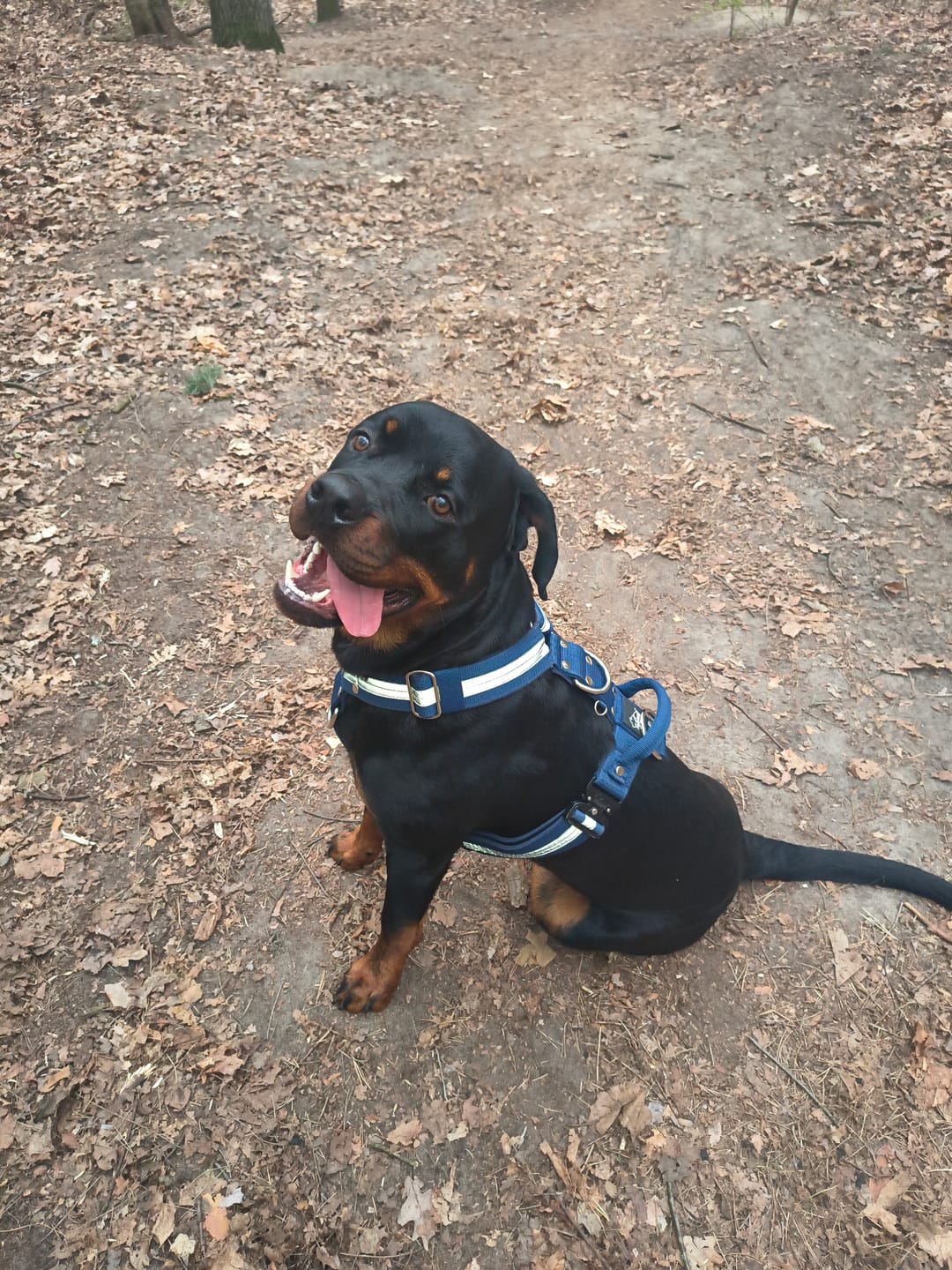 Customer photo review of Szelki z szybką klamrą - Easy Walk Extreme Safe Navy Blue