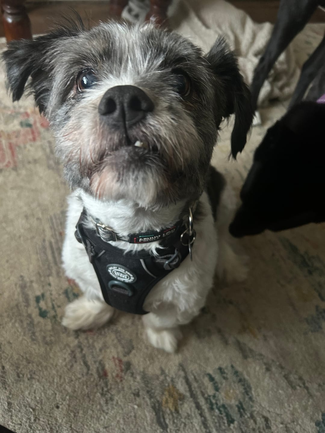 Customer photo review of Trail & Glow Tweed Dog Harness & Lead Set - Colour Drops - Charcoal Tweed