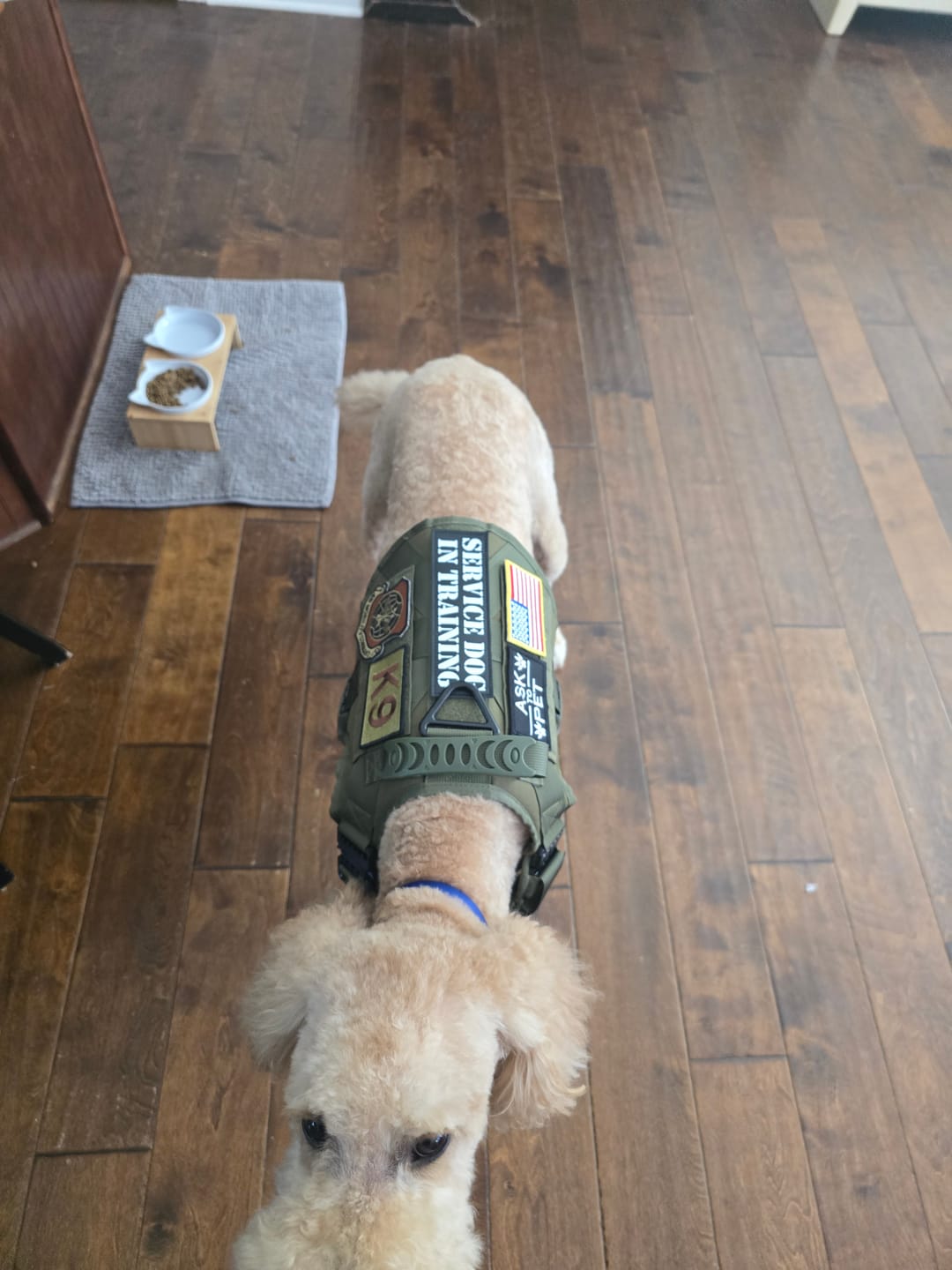 Customer photo review of 2MBH Harness Exchanges