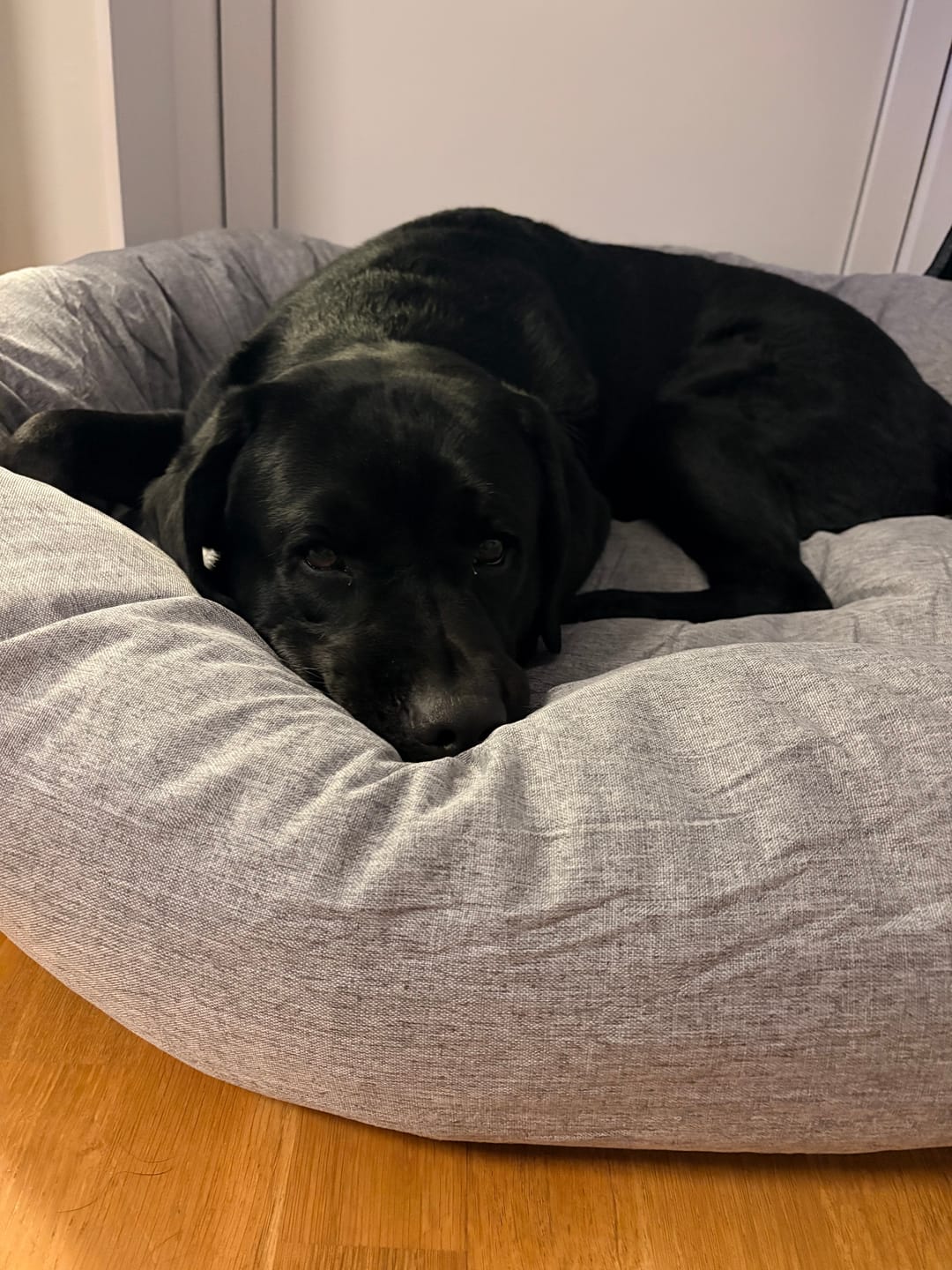 Customer photo review of CalmBed - Pälsfritt Överdrag