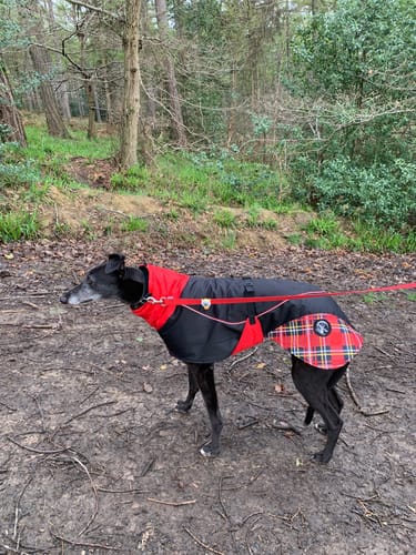 Customer photo review of Felton - Sighthound Coat with Underbelly and Harness Hole