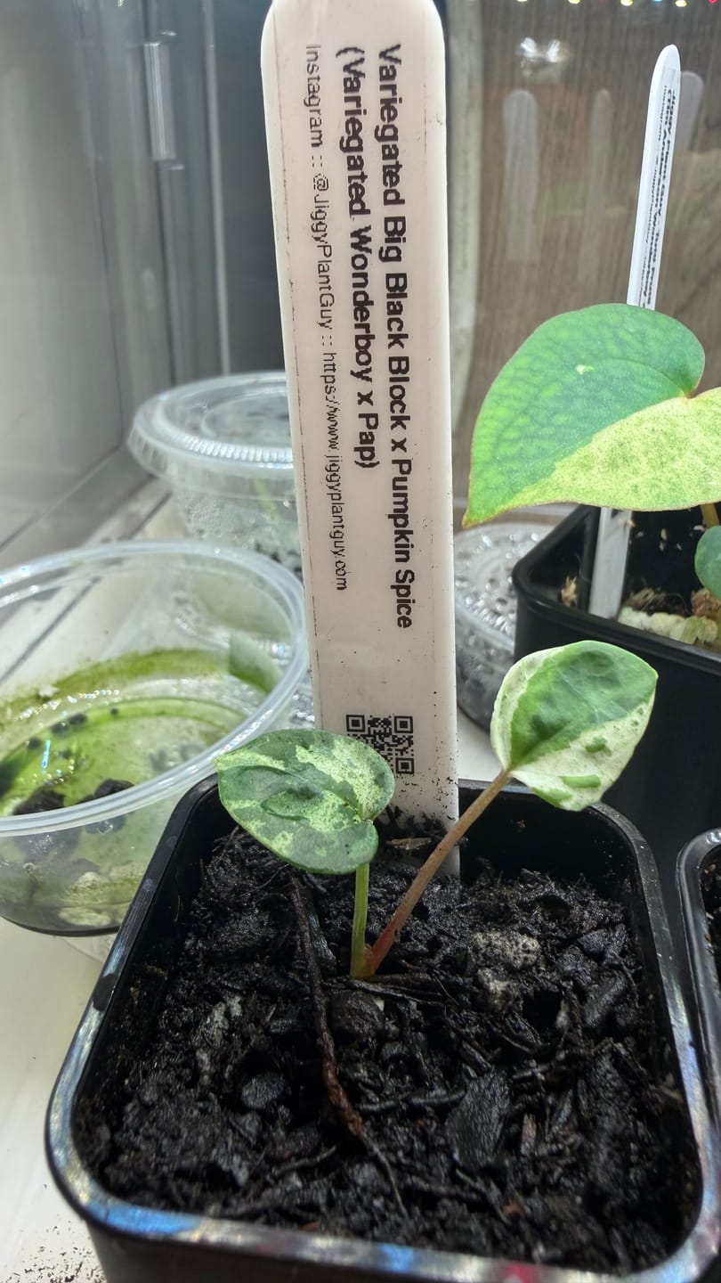 Customer photo review of (Var. BBB X Pumkin Spice) x Var. Wonderboy X Pap