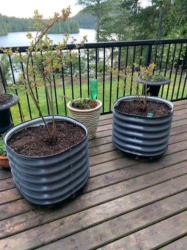 Customer's two 17" Tall Rolling Planters potted with blueberry plants on a wooden deck.