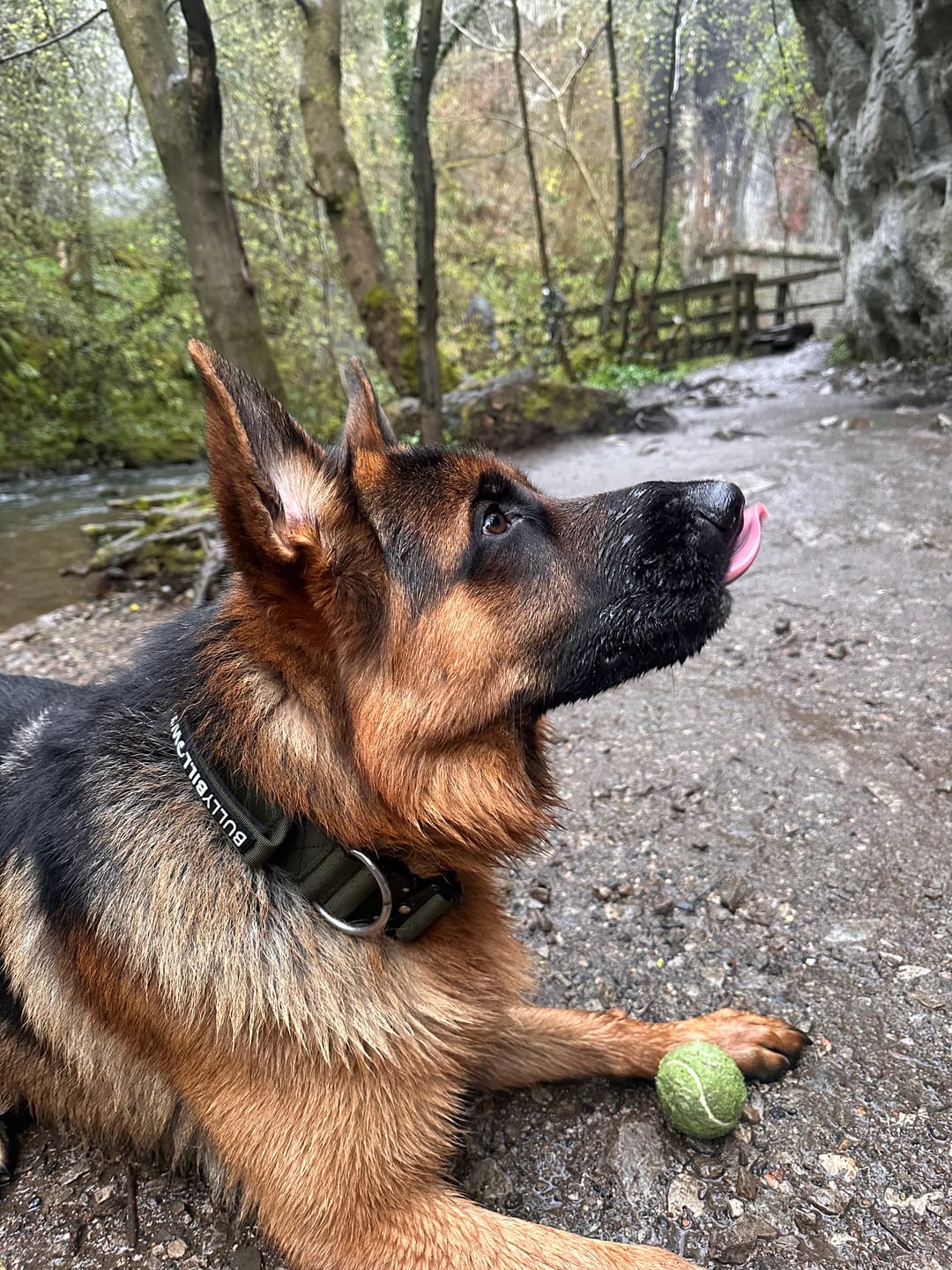 Customer photo review of 5cm Combat® Collar | With Handle & Secure Clip - Khaki