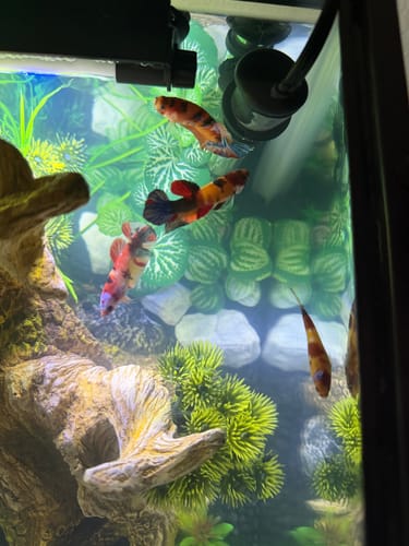 Customer's colorful Koi Nemo Betta sorority fish swimming in a decorated aquarium.