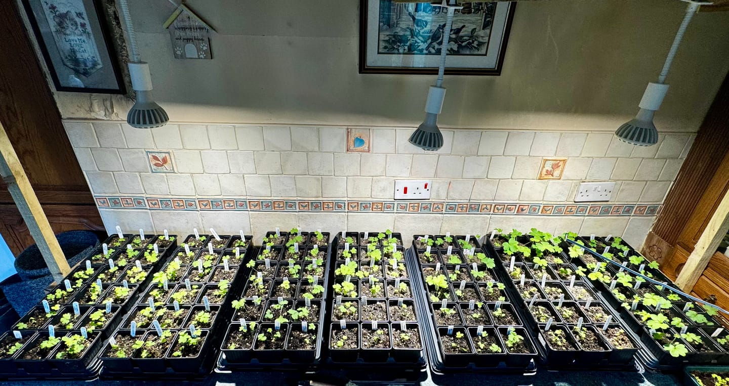 Customer photo review of Pianta Grow Light and Stelo Clip-On Bulb Holder Bundle