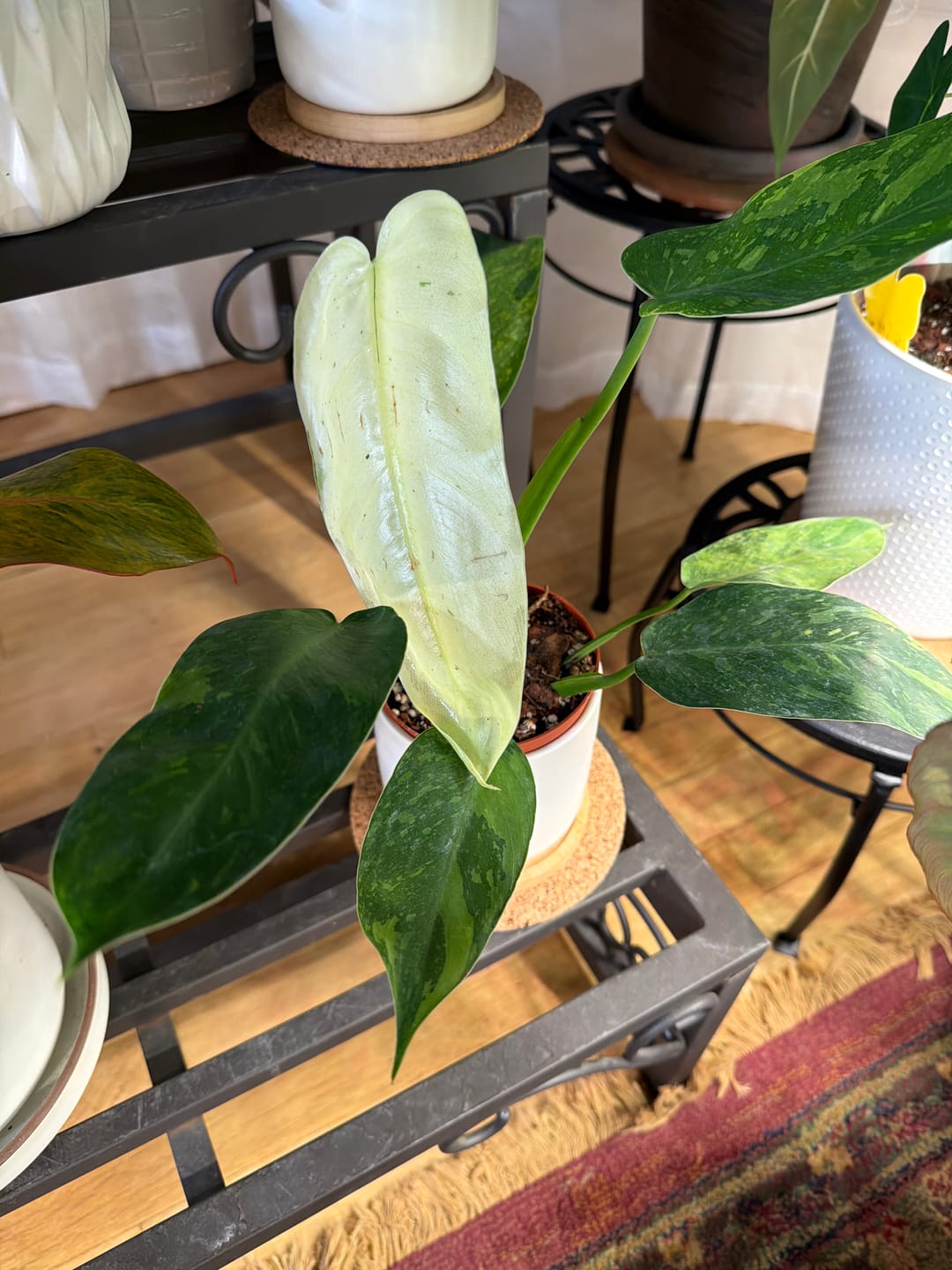 Customer photo review of Philodendron 'Jose Buono'