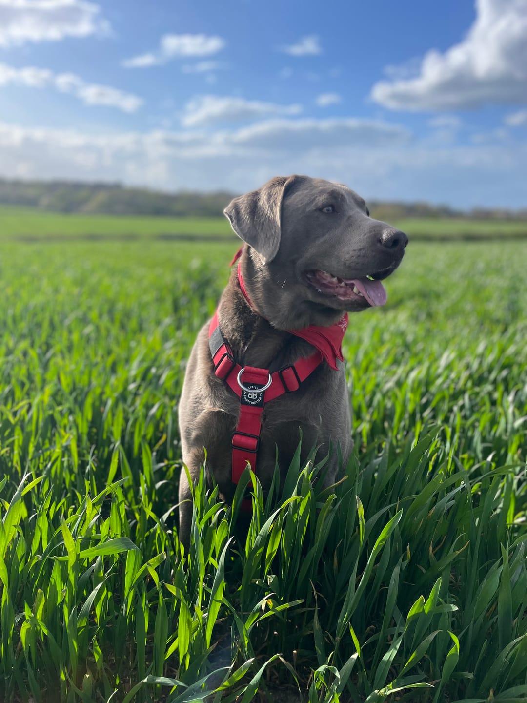 Customer photo review of Anti-Pull TRI-Harness® | Training Dog Harness for All Breeds - Red